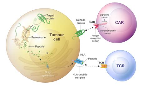 Technology Zelluna Immunotherapy AS