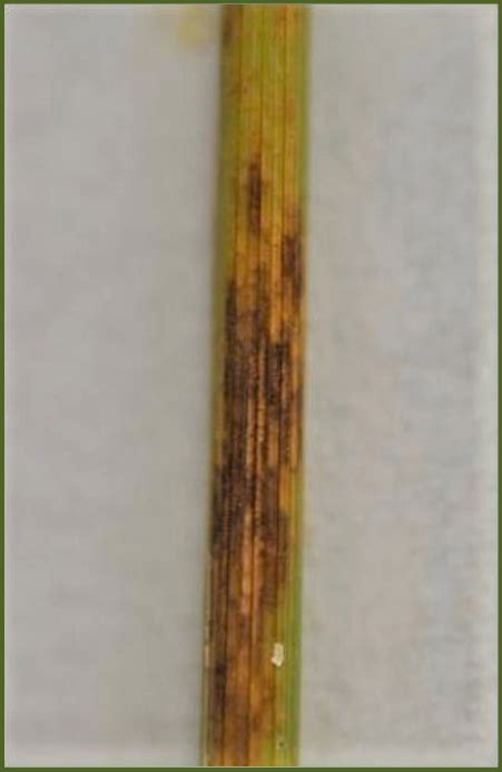 O Net Blotch Symptoms Of Narrow Brown Leaf Spot Download Scientific