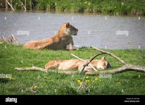 Lovely animals at the Yorkshire Wildlife Park in Doncaster, South ...