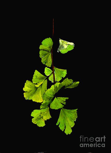 Ginkgo Biloba Leaves Painting By Sibby S