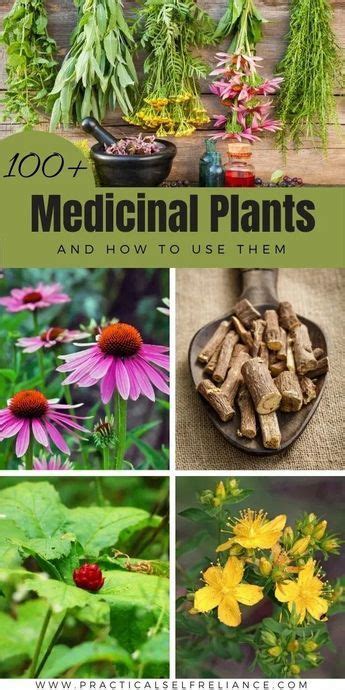 101 Medicinal Plants And Their Uses NBKomputer