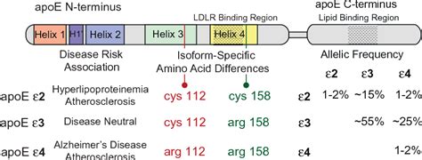 Apolipoprotein E From Lipid Transport To Neurobiology Semantic Scholar