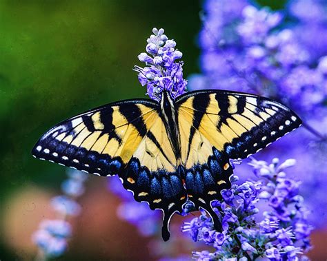 Swallowtail Butterfly Yellow Free Photo On Pixabay Pixabay