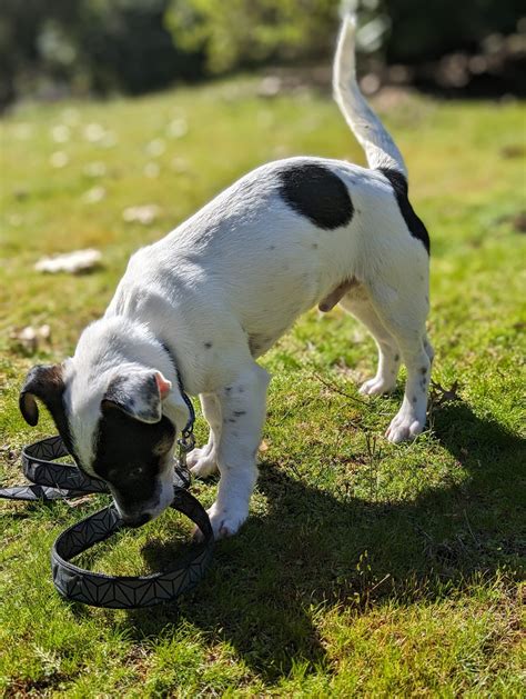 The Wolf You Feed – Motley Zoo Animal Rescue
