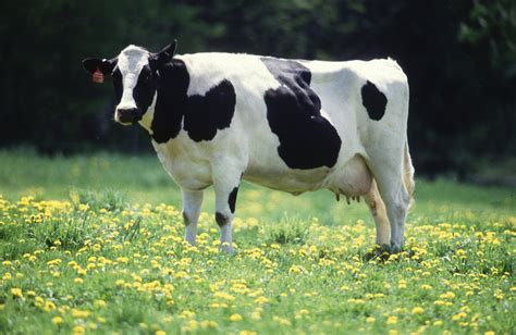 cow是什么意思_cow的中文解释和发音_
