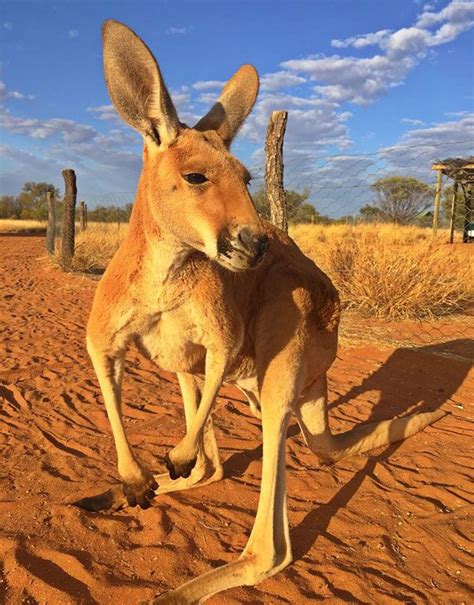 6 Remarkable Places in the Australian Outback | Australian animals ...