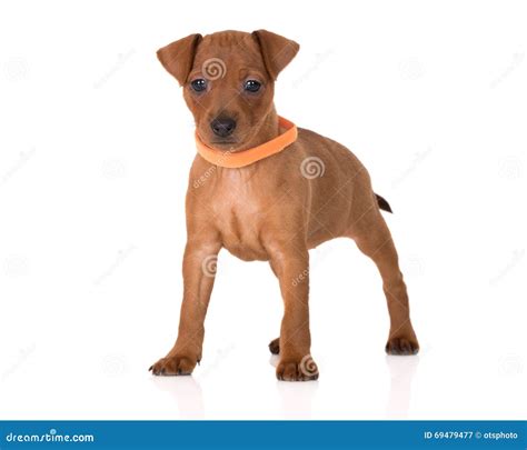 Red Miniature Pinscher Puppy Stock Image Image Of Pincher Collar