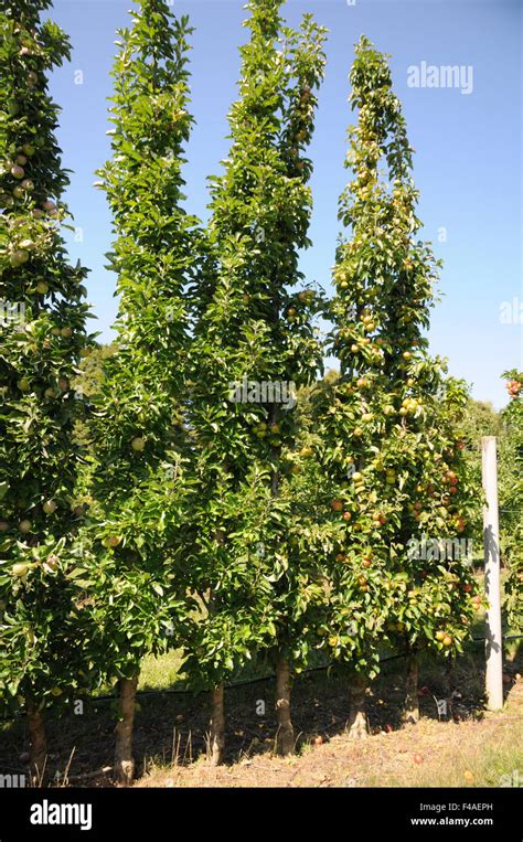 Columnar apple tree hi-res stock photography and images - Alamy