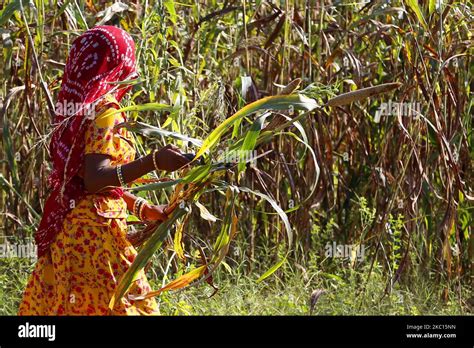 Indian Farmer Harvest Millet In A Field On The Outskirts Village Of