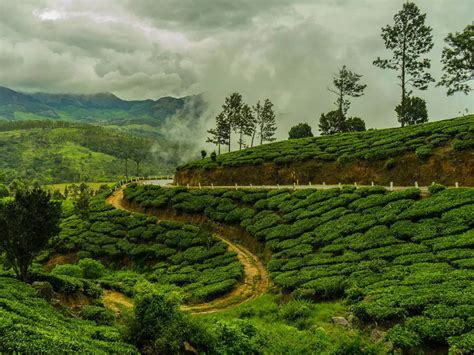 Best Tea Gardens Of Darjeeling Fasci Garden