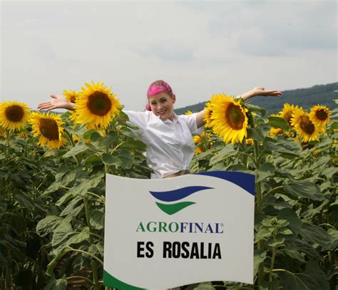 Jasná královna mezi slunečnicemi Uroda cz Informace o rostlinné