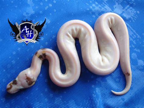 Morph List - World of Ball Pythons
