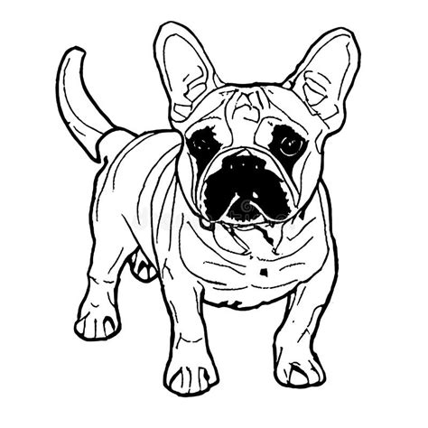 Line Art French Bulldog Stock Illustrations 801 Line Art French