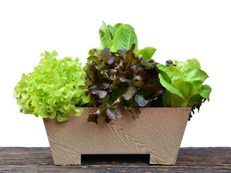 Tips For Growing Lettuce In Containers | Gardening Know How