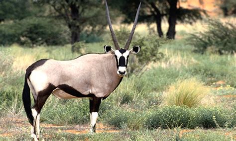 Gemsbok Facts Diet And Habitat Information