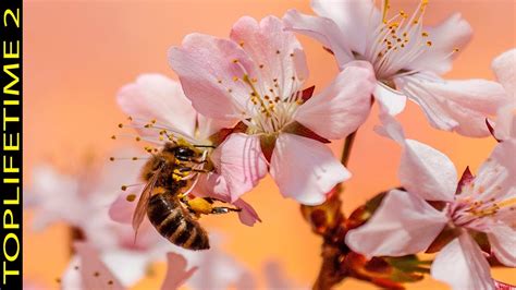 Qu Flores Atraen A Las Abejas Nativas De Australia Search Ping