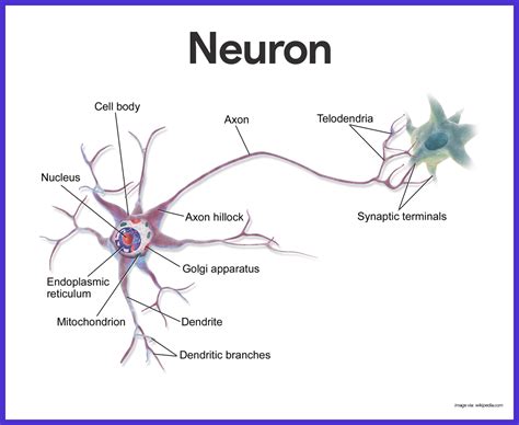 Parts Of The Nerve Diagram Draw A Diagram Of The Human Nerve