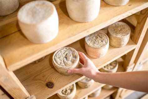 Choosing And Maintaining Your Starter Cultures TheCheeseMaker