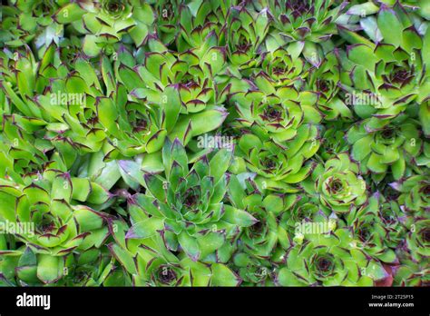 Planta De Jardín Ornamental Siempreviva Stock Photo Alamy