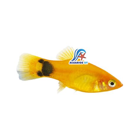 Platy Mickey Gold Acuarios UY