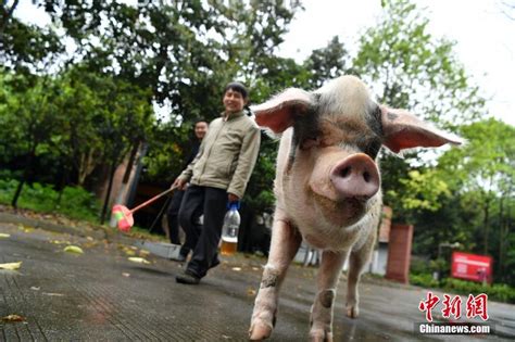 汶川地震“猪坚强”仍健在 相当人类80岁高龄