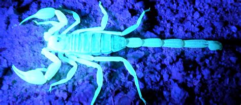 Blue Scorpion Venom for Cancer? | Office for Science and Society ...