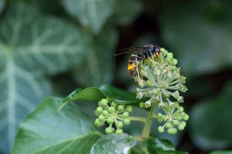 Les Plantes Qui Attirent Les Frelons Asiatiques