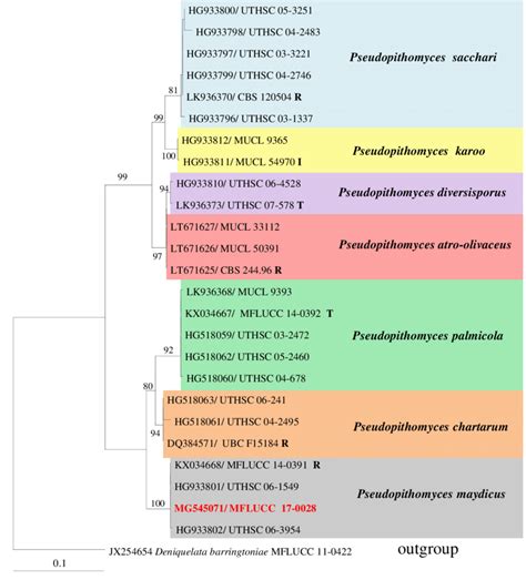 Phylogram Generated From Maximum Likelihood Analysis Raxml Based On