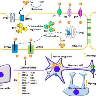 Brain Copper Cu Uptake And Effects On Neuronal Differentiation