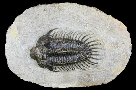 Bargain 3 Spiny Comura Trilobite Oufaten Morocco 140803 For