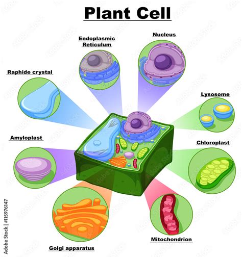 Diagram Showing Parts Of Plant Cell Stock Vector Adobe Stock