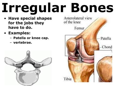 Ppt 7th Grade Unit 5 The Structure And Function Of Body Systems Lesson 1 Muscular Skeletal