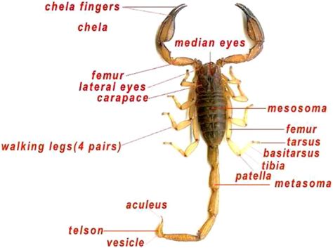 General Morphology Of Scorpion Download Scientific Diagram