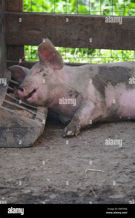 The Pigsty Yorkshire Hi Res Stock Photography And Images Alamy