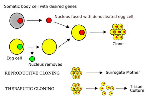 Process of Therapeutic Cloning - Therapeutic Cloning - Sai Ponnaganti 11G