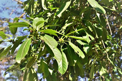 The Leaves and Fruits of Ilex Paraguariensis in the Park Stock Image - Image of diversity, sunny ...