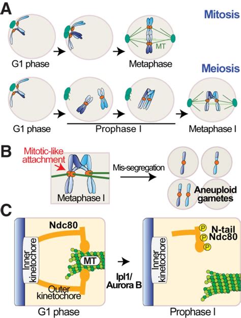 Better Safe Than Sorry—preventing Mitotic Segregation Of Meiotic