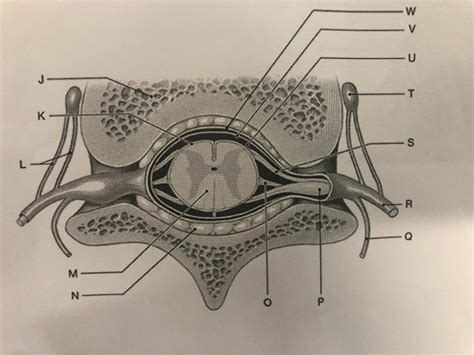 Spinal Cord Diagram Quizlet