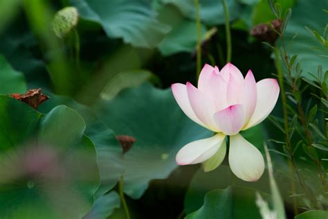 Lotus End Of Season Friends Of Kenilworth Aquatic Gardens