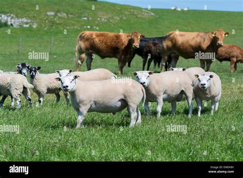 Flock Of Sheep And Herd Of Cattle In Same Pasture Cumbria Uk Stock