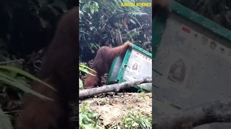 Orangutans Come Out Of Their Cages And Go Berserk Youtube