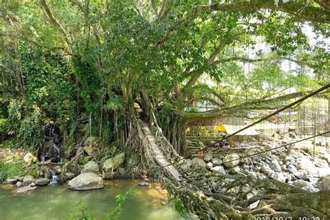 Ini Dia Jembatan Akar Berusia Satu Abad Di Sumatra Barat Benarkah Jadi