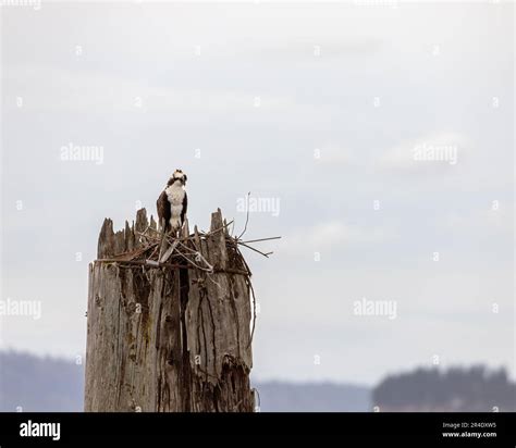 Osprey Building A Nest On An Old Pier Piling In Everett Washington USA