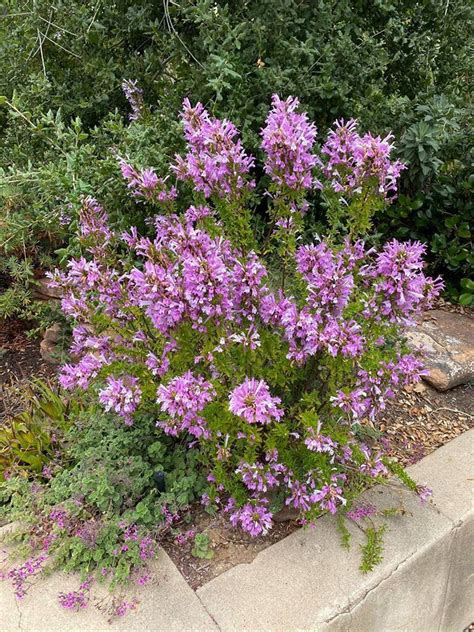 Plantfiles Pictures Poliomintha Species Mexican Oregano Rosemary