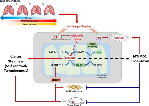 A Schematic Pathway Of Mthfd Mediated Reprogramming Leading To