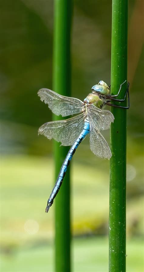 Grote Keizerlibel Anax Imperator Woldlakebos Greet Oudesluijs Flickr