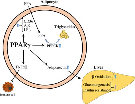 A role of peroxisome proliferatoractivated receptor γ in nonalcoholic