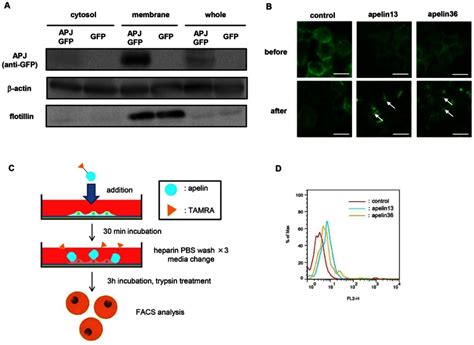 A Western Blot Analysis Of Mouse Apj Gfp Fusion Protein On Nih T