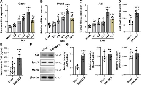 Sah Increased The Expression Of Tam Receptor And Their Ligands In The Download Scientific