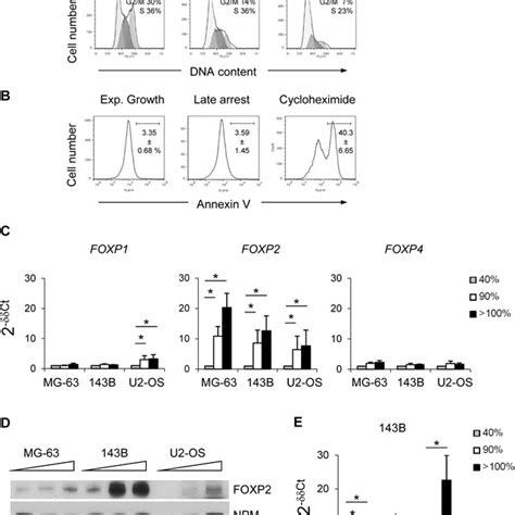 Growth Arrest Induced FOXP2 Transcription Is Upstream Of The Cell Cycle